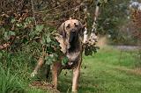 FILA BRASILEIRO 015